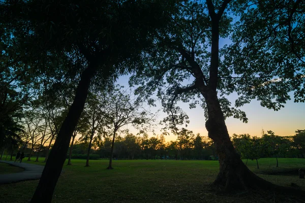 シルエット ツリー公園の夕焼け空 — ストック写真