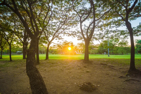 Sunset scence with yellow beam in the green central public park — Stock Photo, Image