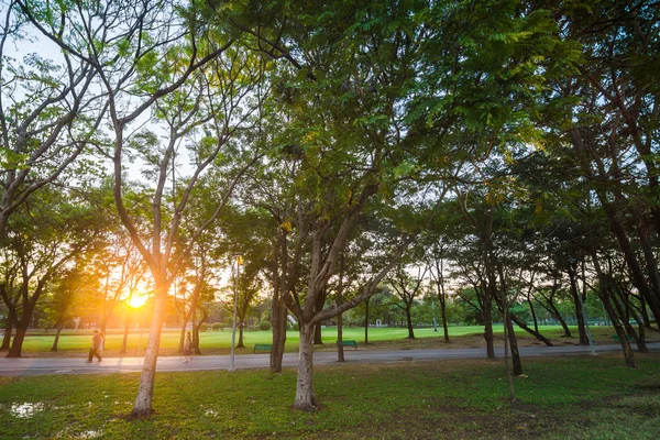 Scence Por Sol Com Feixe Amarelo Paisagem Central Verde Parque — Fotografia de Stock