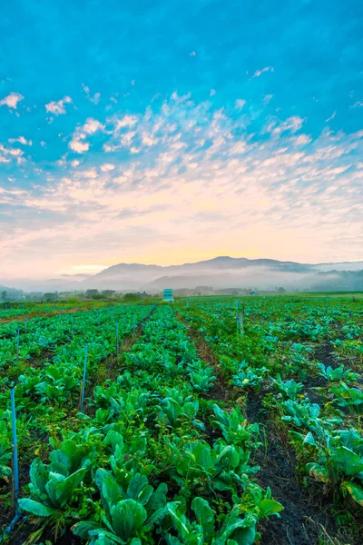 Tobacco Field Plantation Blue Sky Fog Mountain — Stock Photo, Image