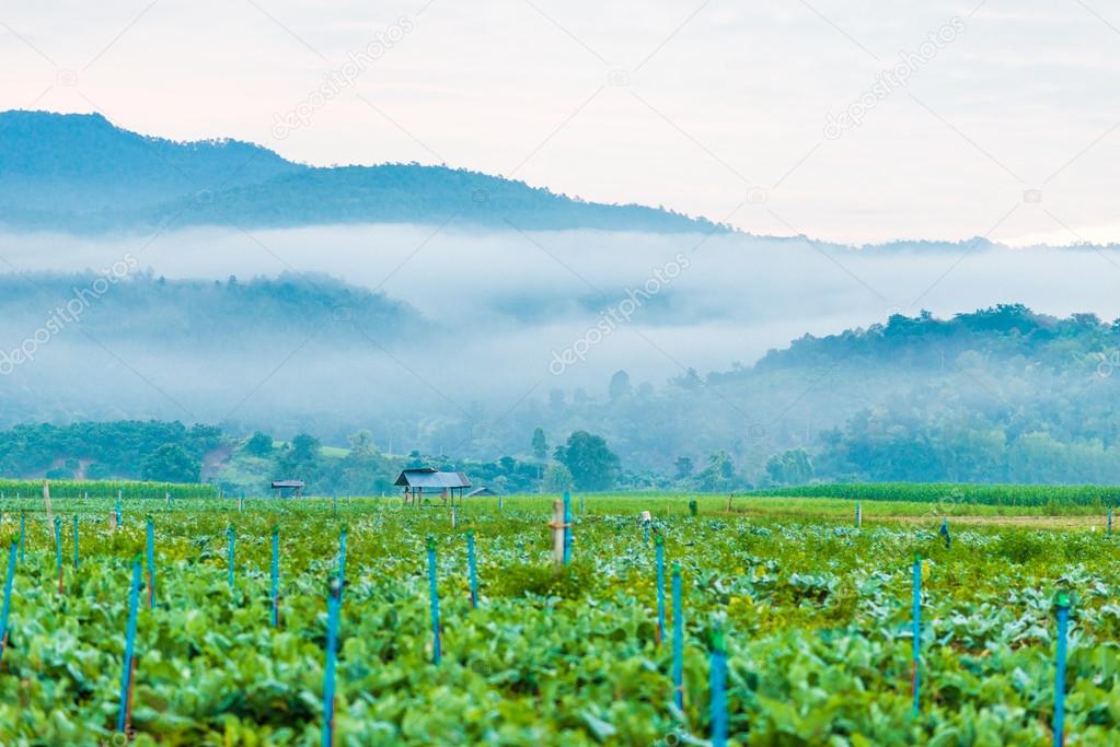 Tobacco field plantation under blue sky