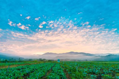 Tütün Çiftlik yüksek dağ ile sabah arka plan