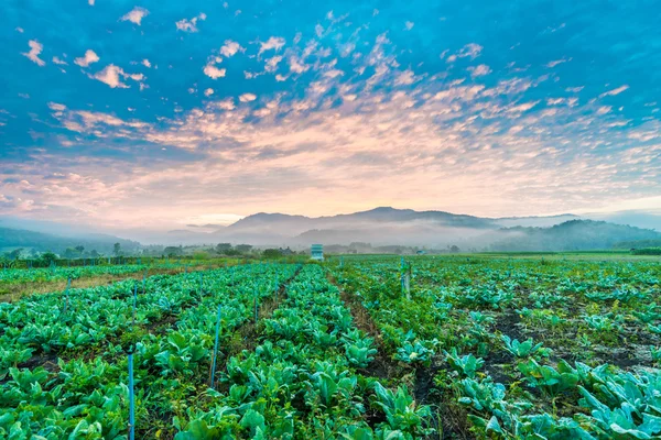 Tobacco farm in morning background with high mountain — Stock Photo, Image