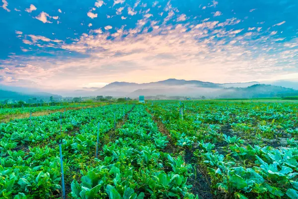 Tobacco Field Plantation Blue Sky Fog Mountain — Stock Photo, Image