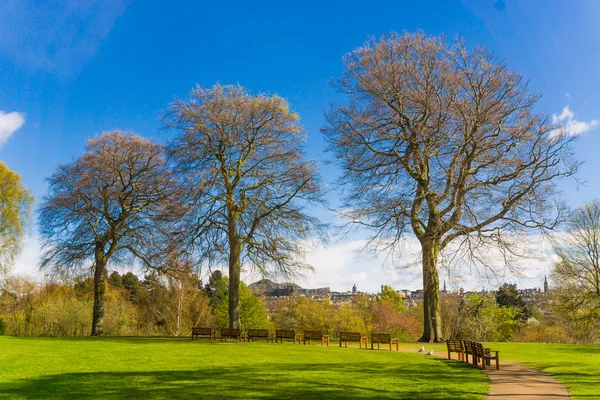 Blossom landscape pink trees were underneath the light in Botani — Stock Photo, Image