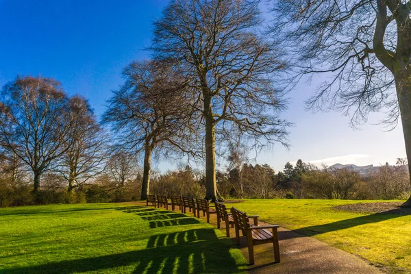 Blossom Landscape Pink Trees Were Light Botanical Gardens Edinburgh Scotland — Stock Photo, Image