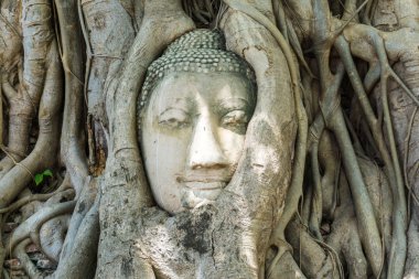 Buda Ağaç kökleri Wat Mahathat ayuthaya, Tayland kafa.