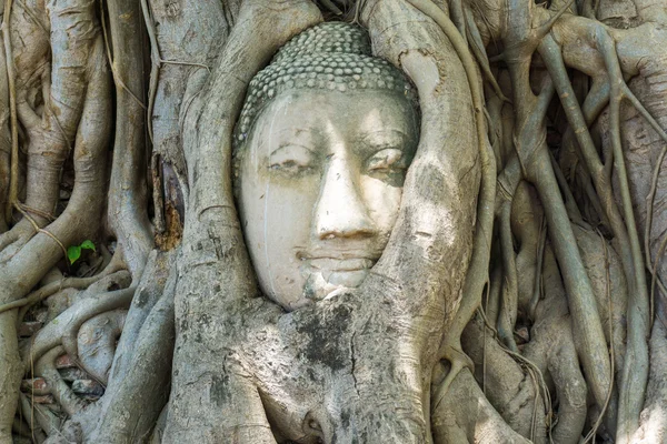 Cabeza Buda Las Raíces Los Árboles Wat Mahathat Ayuthaya Tailandia — Foto de Stock