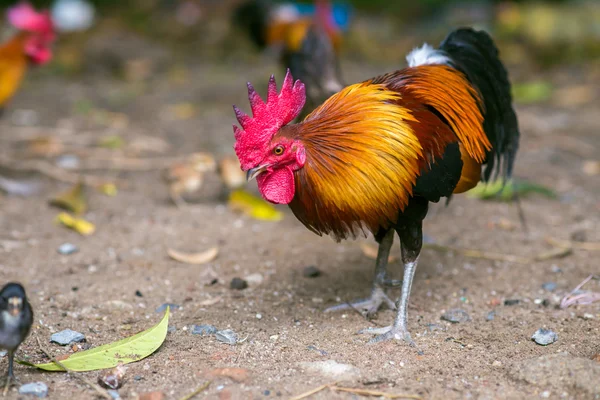 Mooie pik kippen op een gazon — Stockfoto