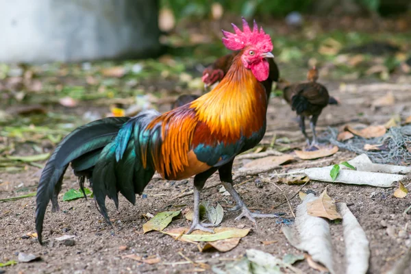 Mooie pik kippen op een gazon — Stockfoto