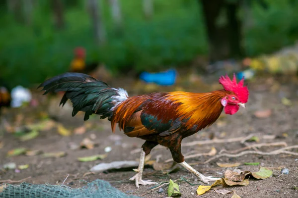 Hermosa polla pollos en un césped — Foto de Stock