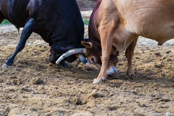 Traditional cow charges into another fighting on game of the bul — Stock Photo, Image