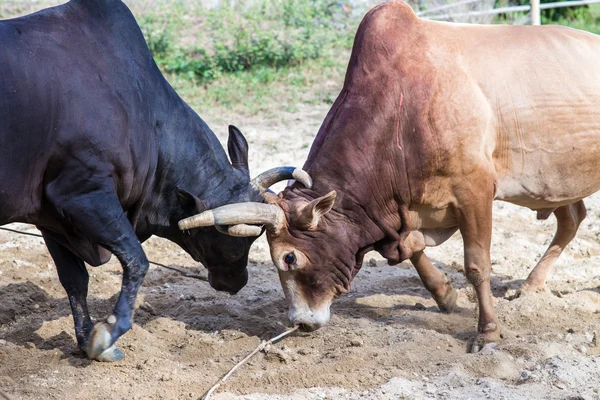 牛在泰国的传统游戏激战 — 图库照片