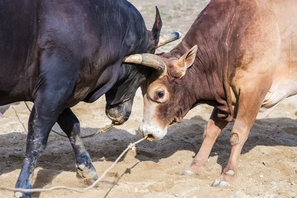 牛在泰国的传统游戏激战 — 图库照片