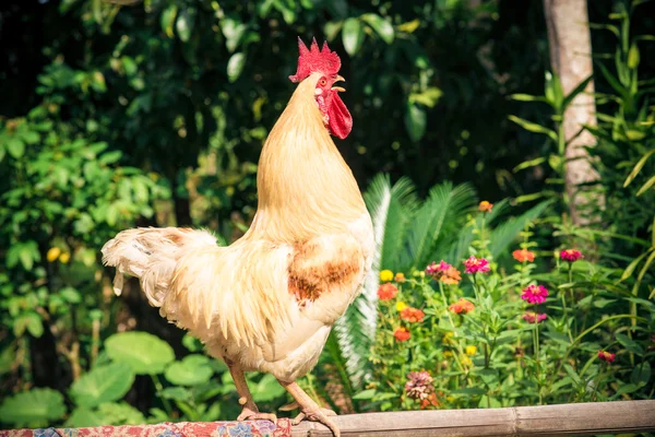 Szczęśliwy kurcząt Rooster wolna zakres kutas — Zdjęcie stockowe