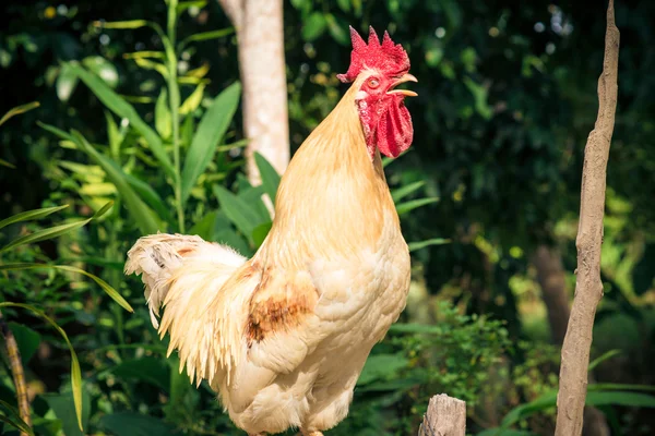 Szczęśliwy kurcząt Rooster wolna zakres kutas — Zdjęcie stockowe