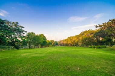 Gün batımı sarı ışık gölge ağaçları ile yeşil çim üzerinde