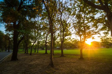 Gün batımı sarı ışık gölge ağaçları ile yeşil çim üzerinde