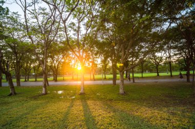 Gün batımı sarı ışık gölge ağaçları ile yeşil çim üzerinde