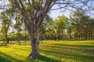 Ağaç dalı ile yeşil summmer Parkı