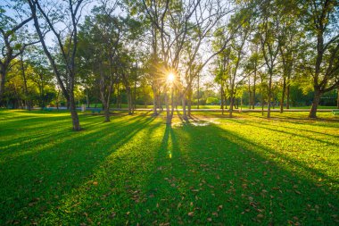 Ağaç dalı ile yeşil summmer Parkı