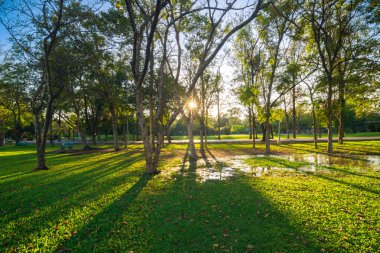 Ağaç dalı ile yeşil summmer Parkı