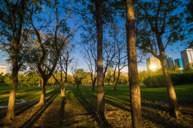 Ağaç dalı ile yeşil summmer Parkı