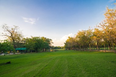 Ağaç dalı ile yeşil summmer Parkı