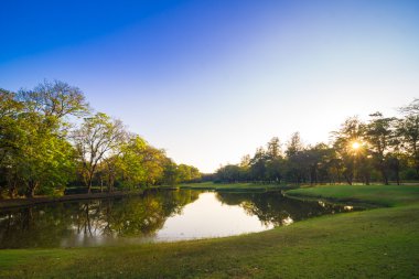 Ağaç dalı ile yeşil summmer Parkı