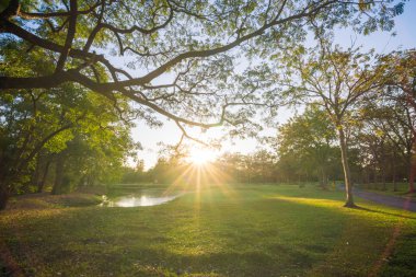 Gün batımı sarı ışık gölge ağaçları ile yeşil çim üzerinde