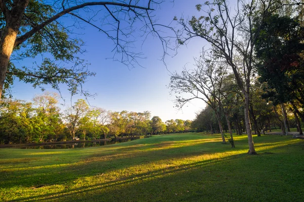 Zelené summmer veřejný park s větve stromu — Stock fotografie