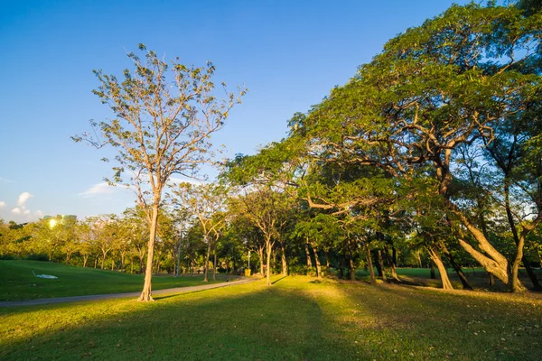 Verano verde parque público con rama de árbol —  Fotos de Stock