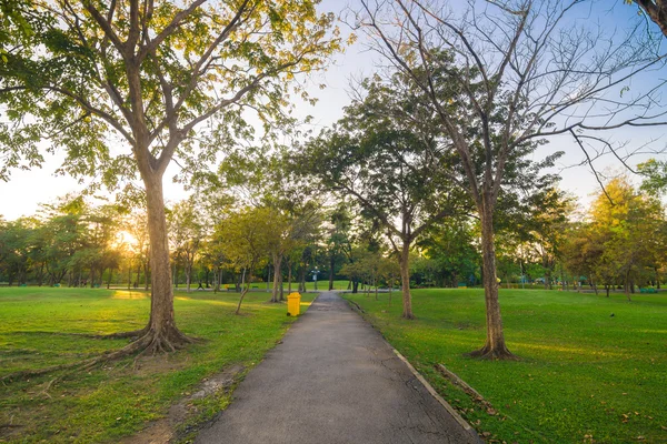 Gröna summmer offentlig park med trädgren — Stockfoto