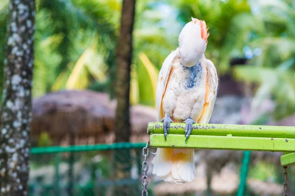 Beaux perroquets blancs assis sur la rangée dans le zoo — Photo