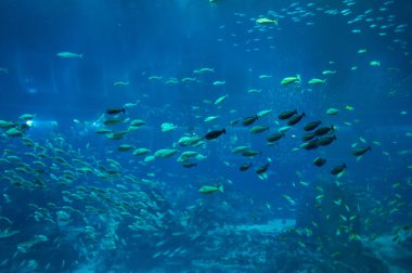 Büyük akvaryum, Singapur deniz balık sürüsü