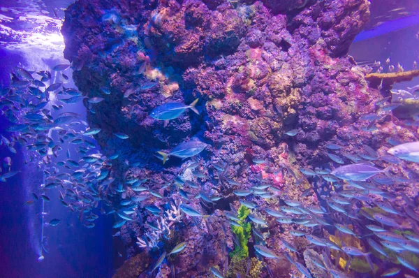 Enorme escuela de peces de mar en acuario —  Fotos de Stock