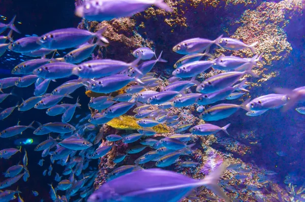 Huge school of sea fish in aquarium