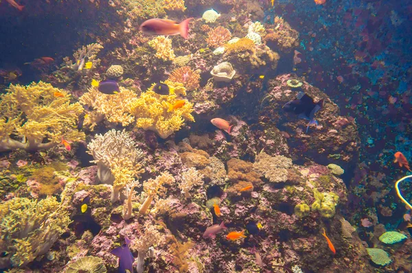 Onderwater wereld van exotische vissen in een aquarium — Stockfoto