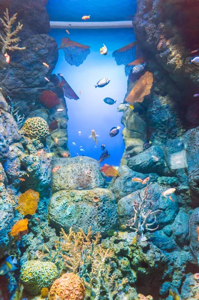 Bir akvaryum egzotik balıkları sualtı dünyası — Stok fotoğraf