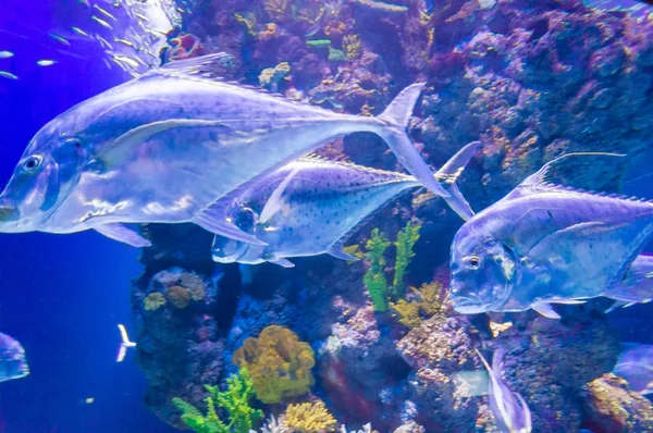 Unterwasserwelt exotischer Fische im Aquarium — Stockfoto