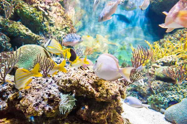 Mundo submarino de peces exóticos en un acuario — Foto de Stock