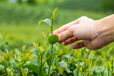 Çay toplama el parmak bir çay plantasyonunda bırakır.