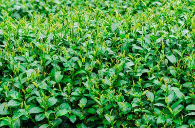 Çay tarlasında yeşil çay yaprakları.