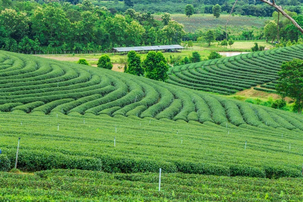 绿色茶园山天时间 — 图库照片