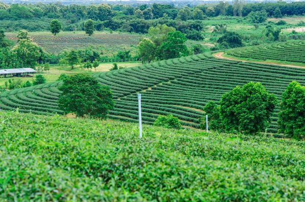 Green tea leaves in a tea plantation. Agricultural industry