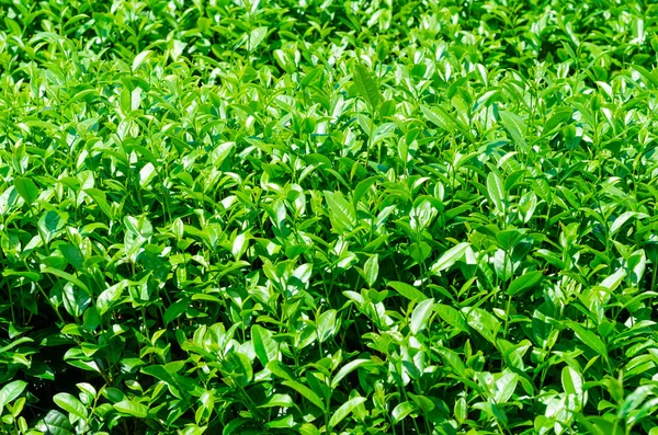 Herbaty Pozostawia Dziedzinie Rolnictwa Plantacji Bud Zielona Herbata Świeże Liście — Zdjęcie stockowe