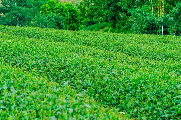 茶园里的绿茶叶子. — 图库照片