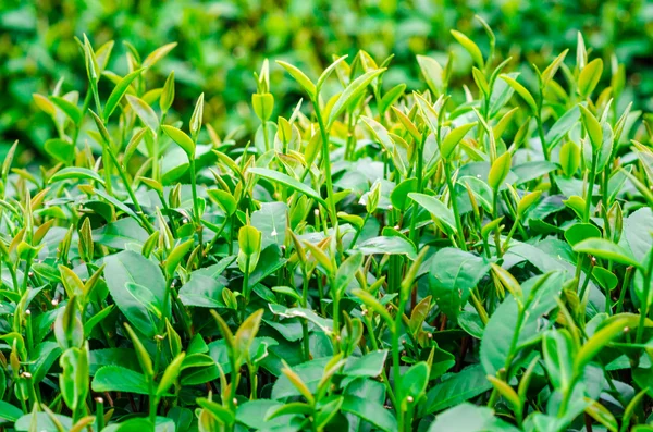 Folhas de chá verde em uma plantação de chá. — Fotografia de Stock