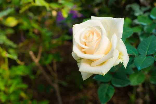 Roses Blanches Naturelles Sur Fond Feuilles Vertes Dans Jardin — Photo