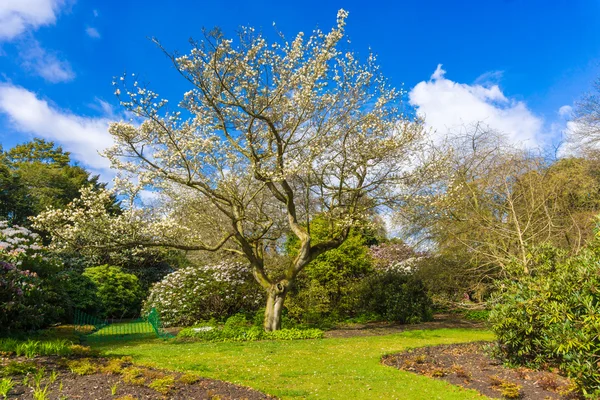 Kraliyet Botanik Bahçesi Parkı merkezi Edinburgh şehir — Stok fotoğraf